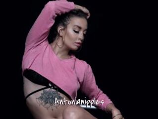 Antonianipples