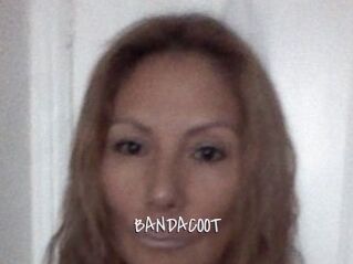 BANDACOOT