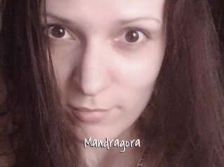 Mandragora